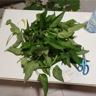 water spinach on the table, harvested 