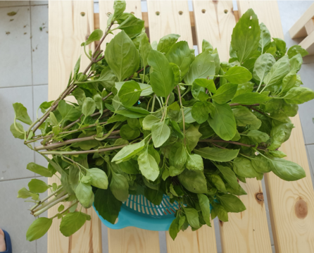thai basil bunch chopped from hydroponics 