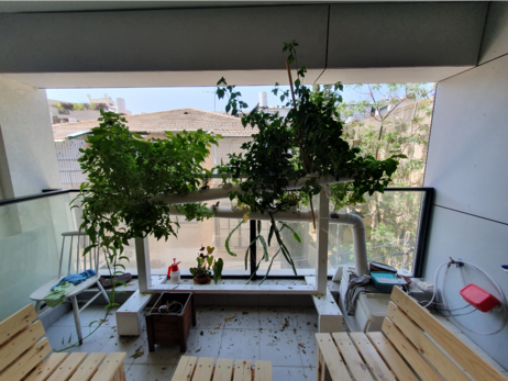 Hydroponics before cutting basil, whixh is on thr left side